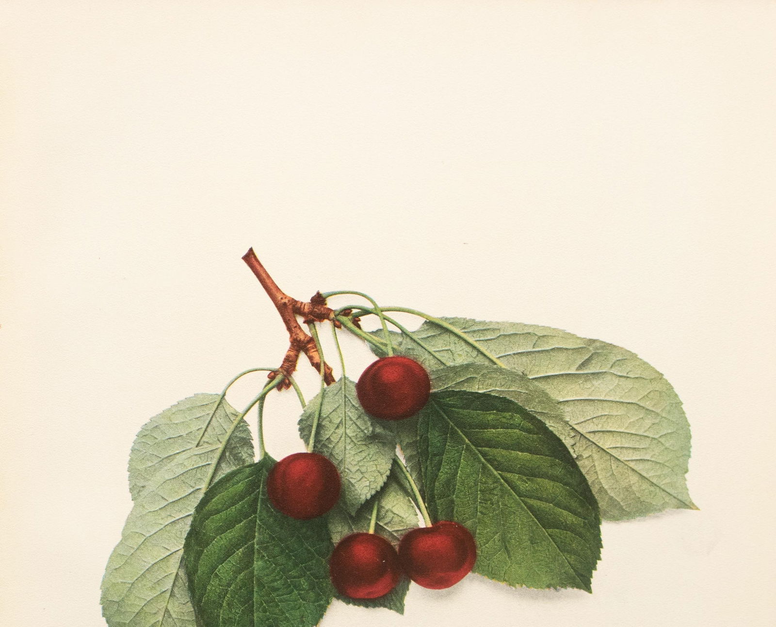 1900s U. P. Hedrick, Original Antique Photogravure of Carnation Cherries - 3
