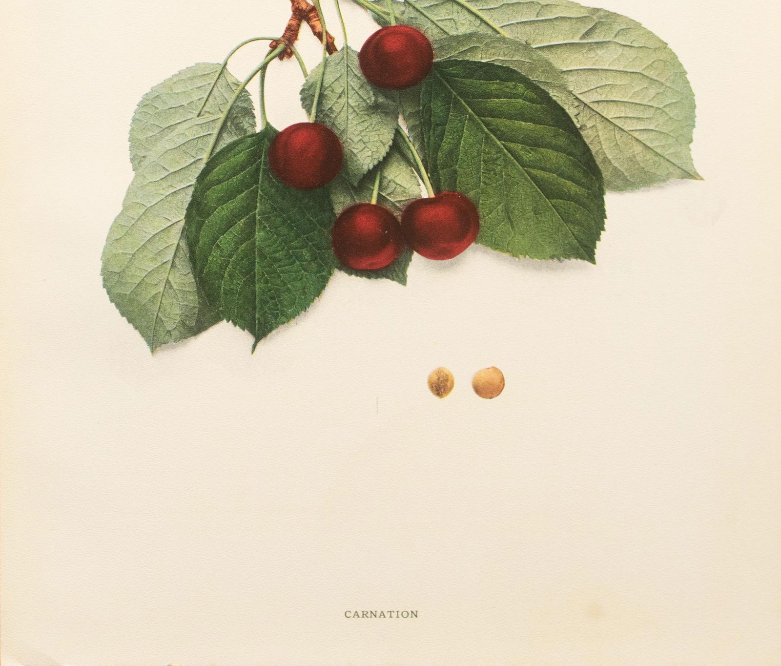 1900s U. P. Hedrick, Original Antique Photogravure of Carnation Cherries - 4