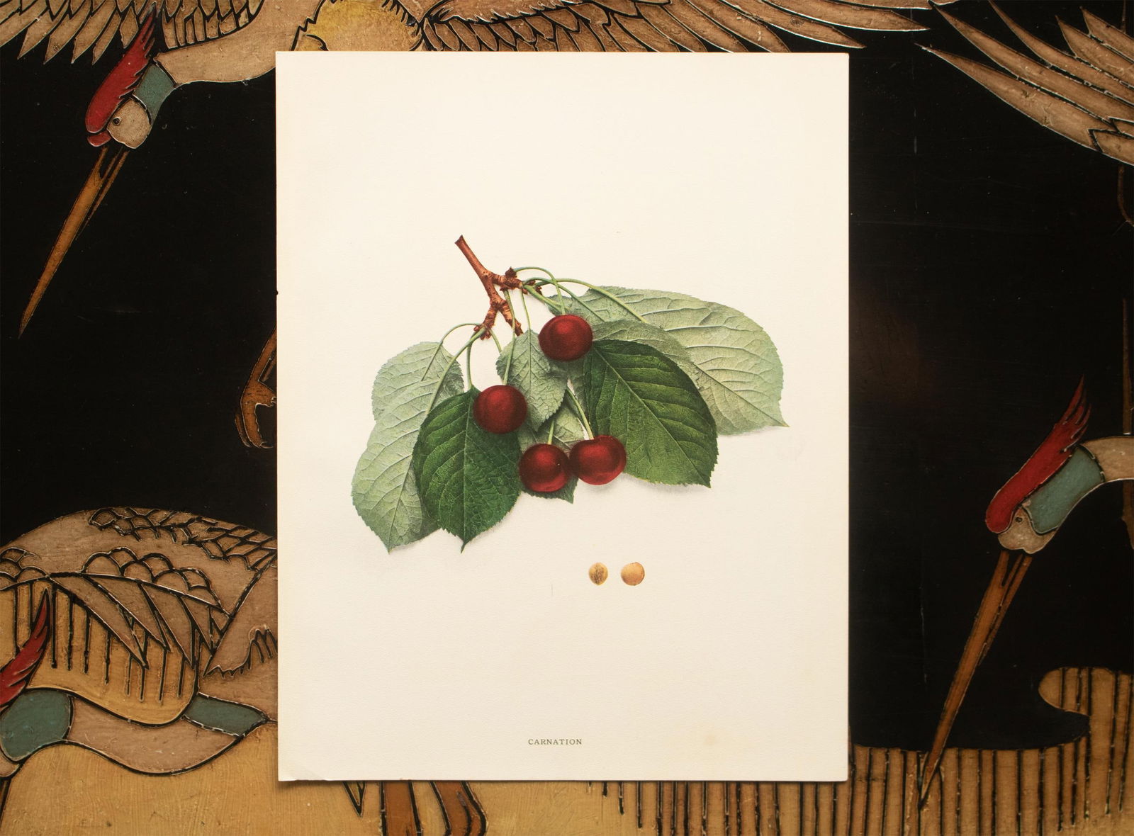 1900s U. P. Hedrick, Original Antique Photogravure of Carnation Cherries - 6