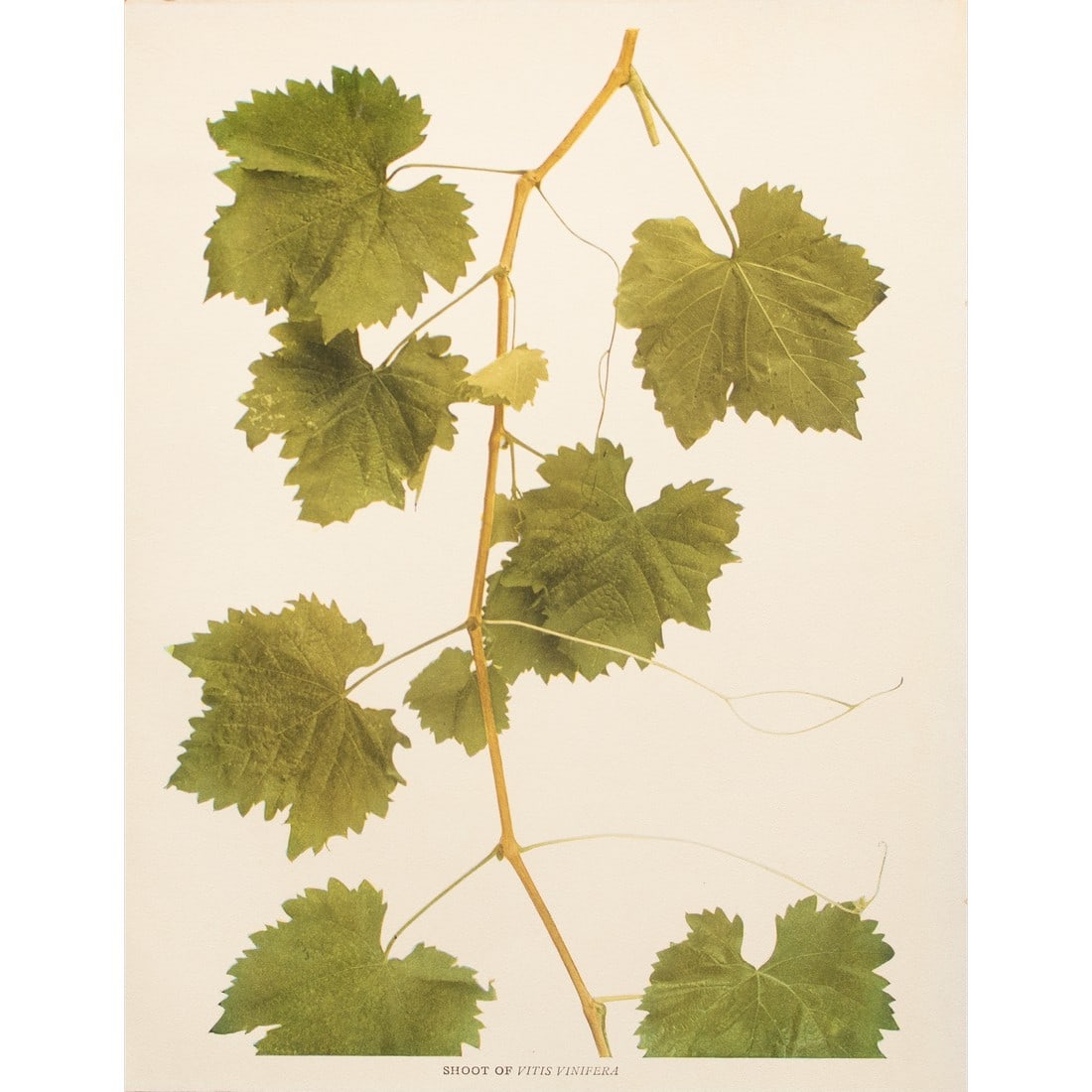 1900s U. P. Hedrick, Original Antique Photogravure of Shoot of Vitis Vinifera Grapes: A magnificent original antique photogravure (print) of Shoot of Vitis Vinifera Grapes by Ulysses Prentiss Hedrick (1870-1951). Superb quality. Printed on one side on heavy paper. Published and