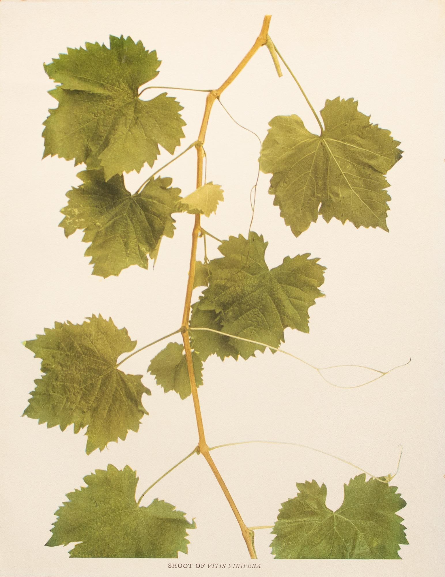 1900s U. P. Hedrick, Original Antique Photogravure of Shoot of Vitis Vinifera Grapes - 2