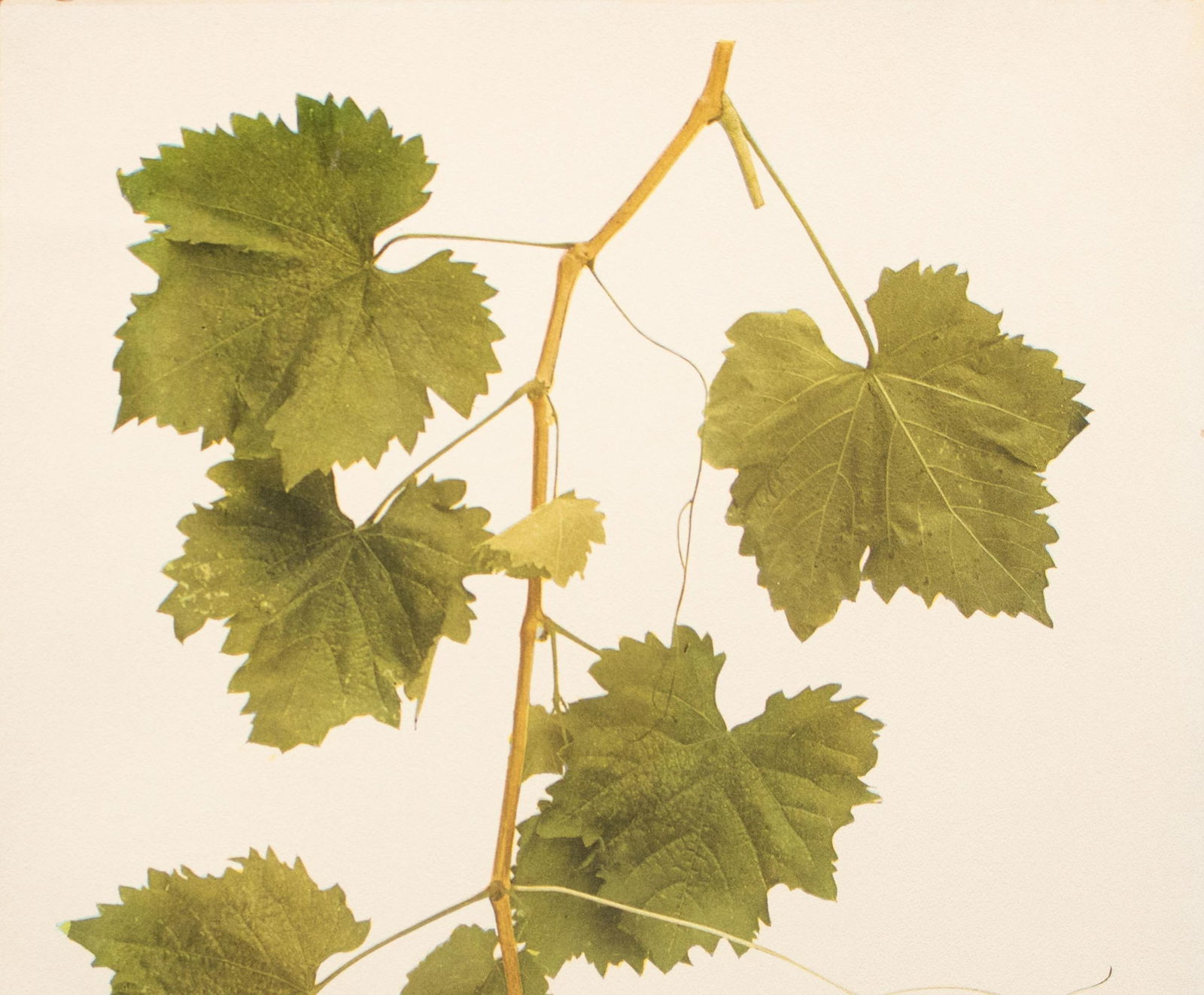 1900s U. P. Hedrick, Original Antique Photogravure of Shoot of Vitis Vinifera Grapes - 3