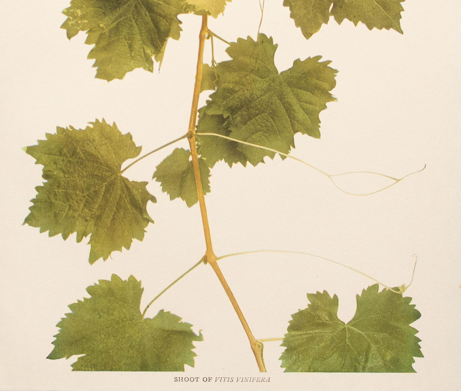 1900s U. P. Hedrick, Original Antique Photogravure of Shoot of Vitis Vinifera Grapes - 4