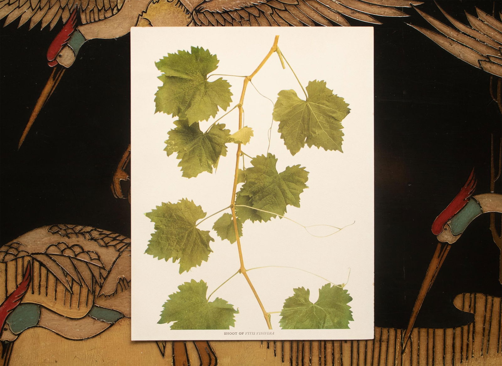 1900s U. P. Hedrick, Original Antique Photogravure of Shoot of Vitis Vinifera Grapes - 5