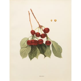 1900s U. P. Hedrick, Original Antique Photogravure of Sklanka Cherries