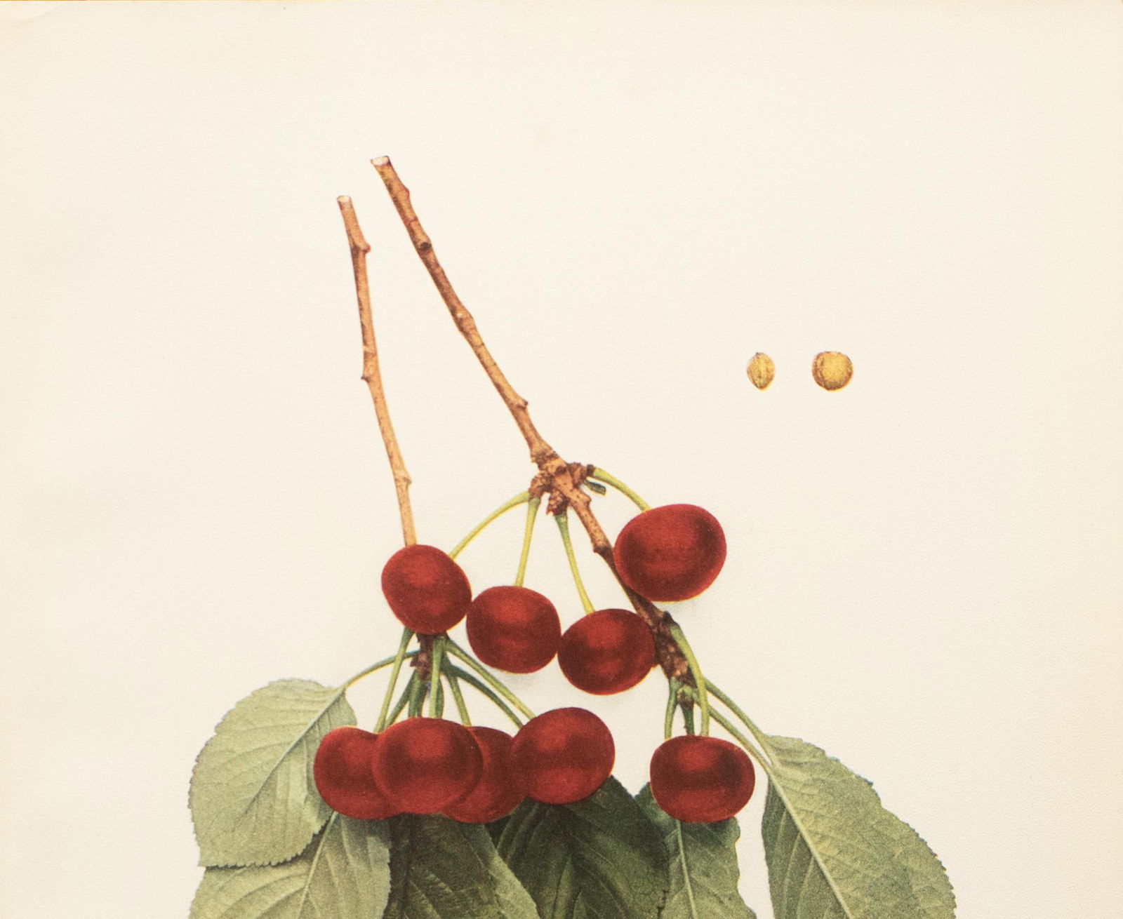 1900s U. P. Hedrick, Original Antique Photogravure of Sklanka Cherries - 3