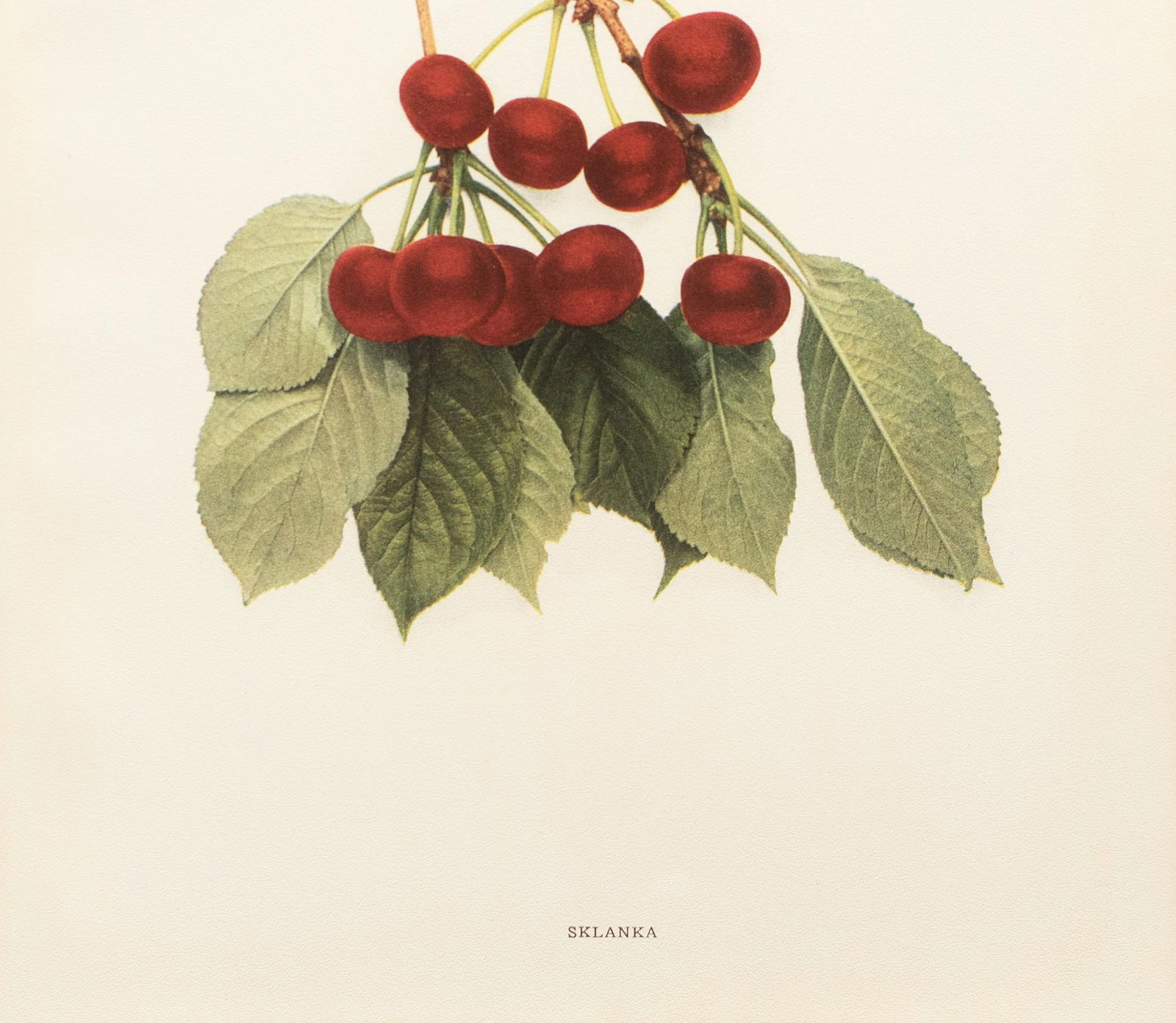 1900s U. P. Hedrick, Original Antique Photogravure of Sklanka Cherries - 4