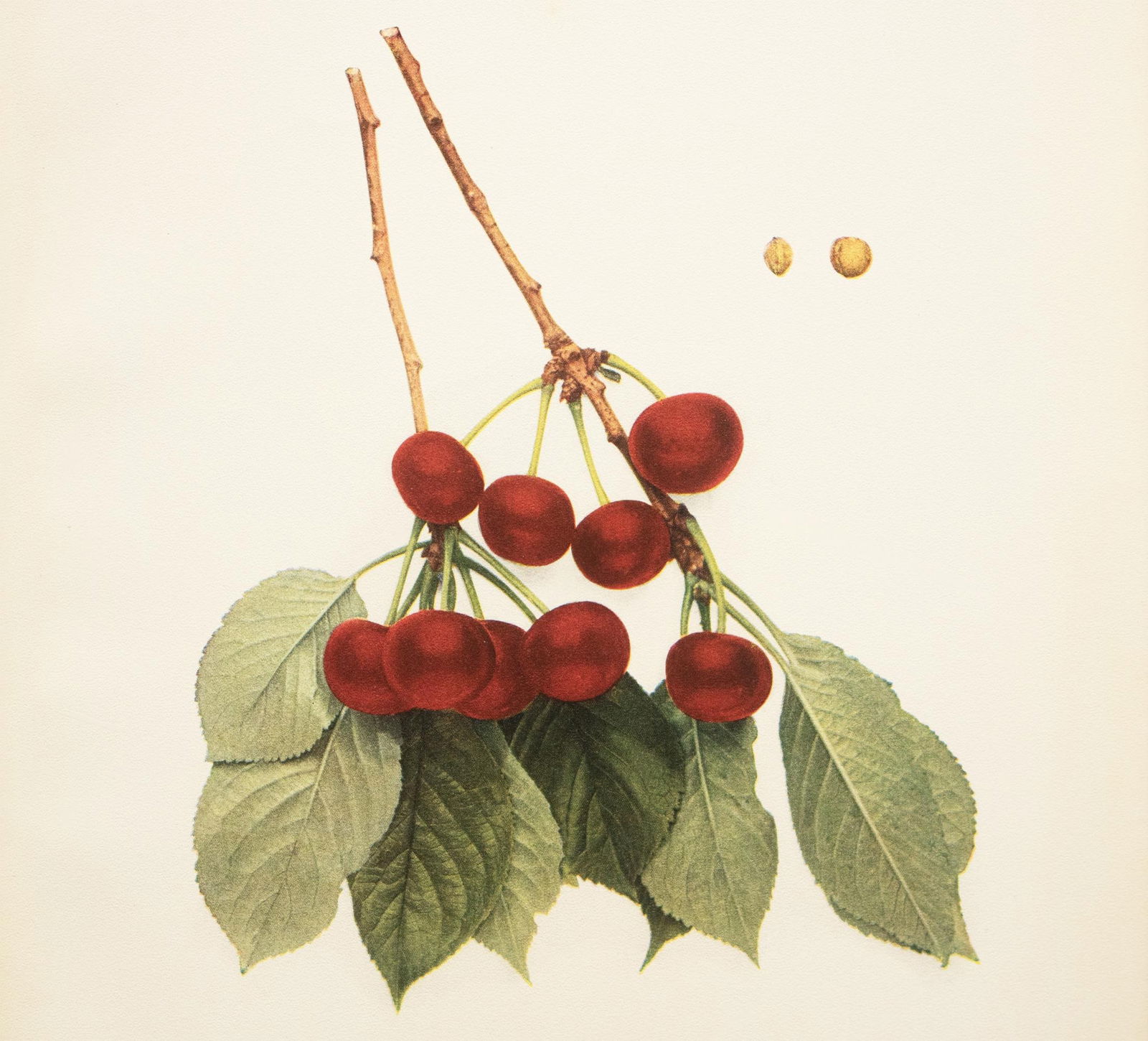 1900s U. P. Hedrick, Original Antique Photogravure of Sklanka Cherries - 5