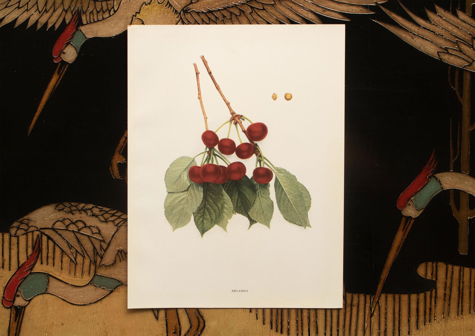 1900s U. P. Hedrick, Original Antique Photogravure of Sklanka Cherries - 6