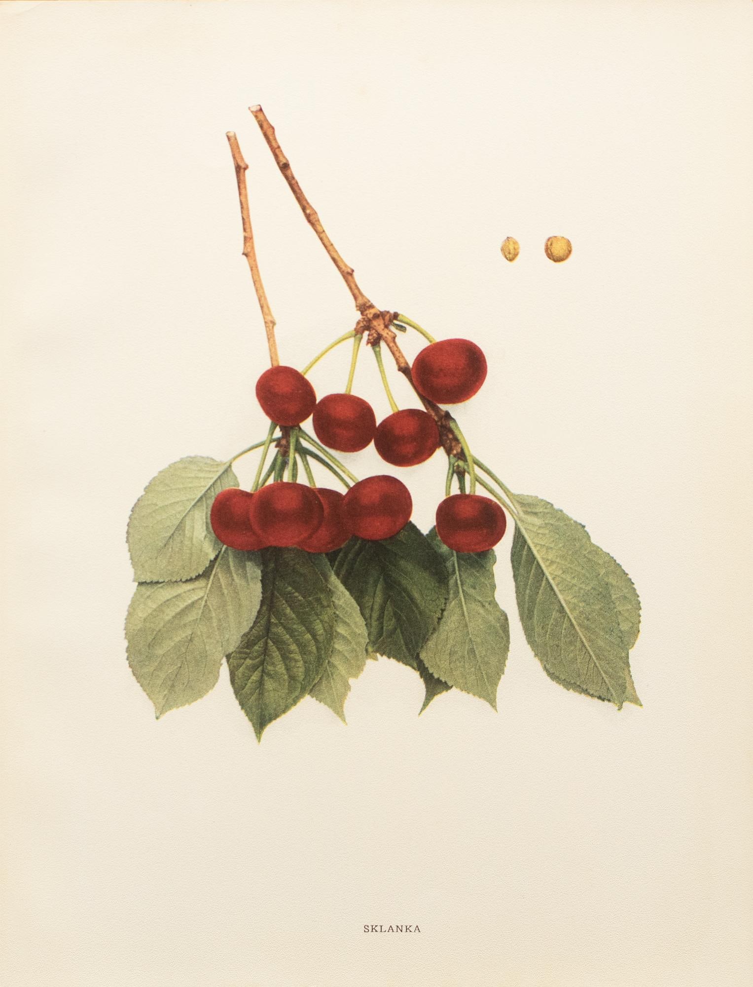 1900s U. P. Hedrick, Original Antique Photogravure of Sklanka Cherries - 7