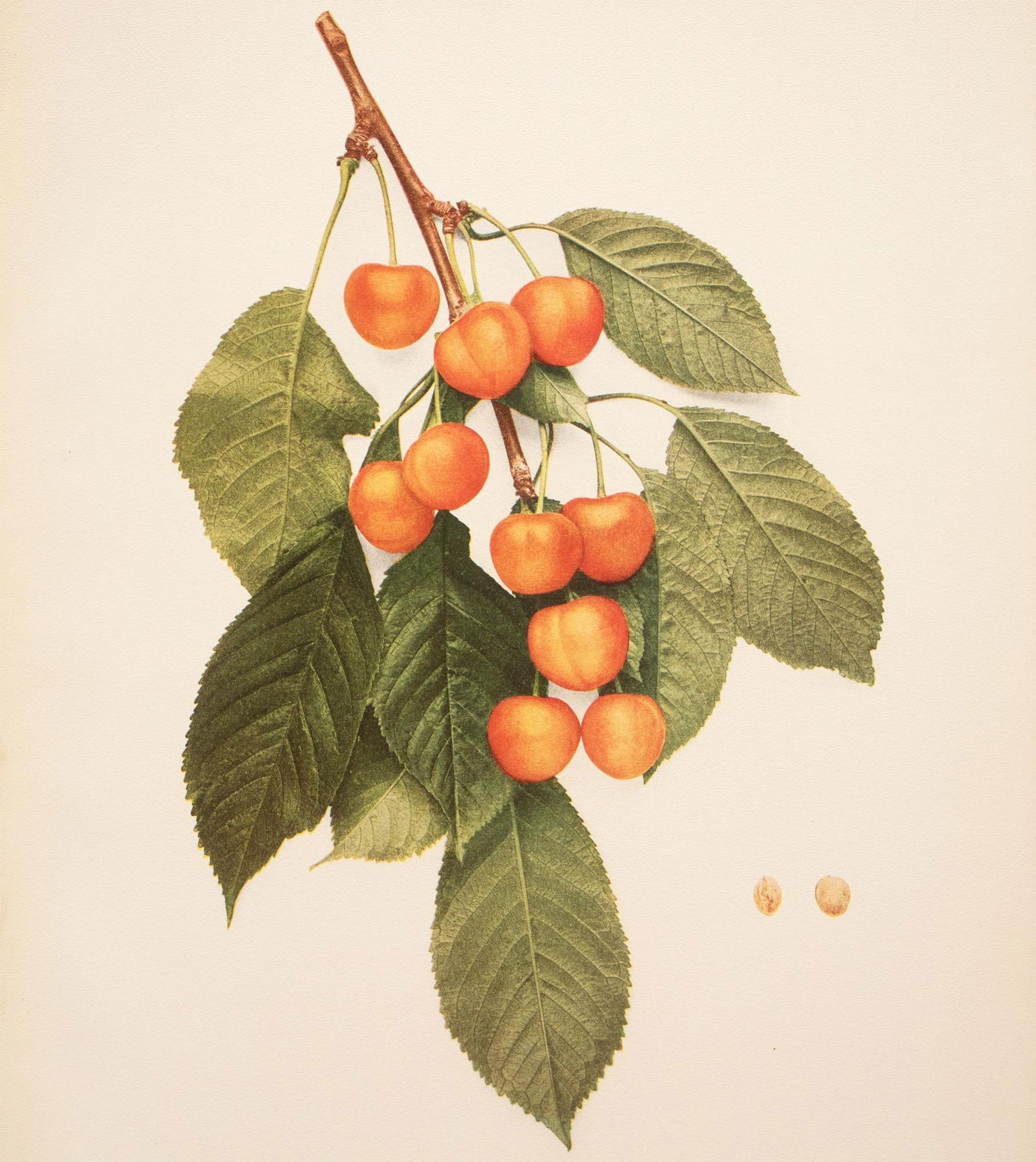 1900s U. P. Hedrick, Original Antique Photogravure of Ida Cherries - 5