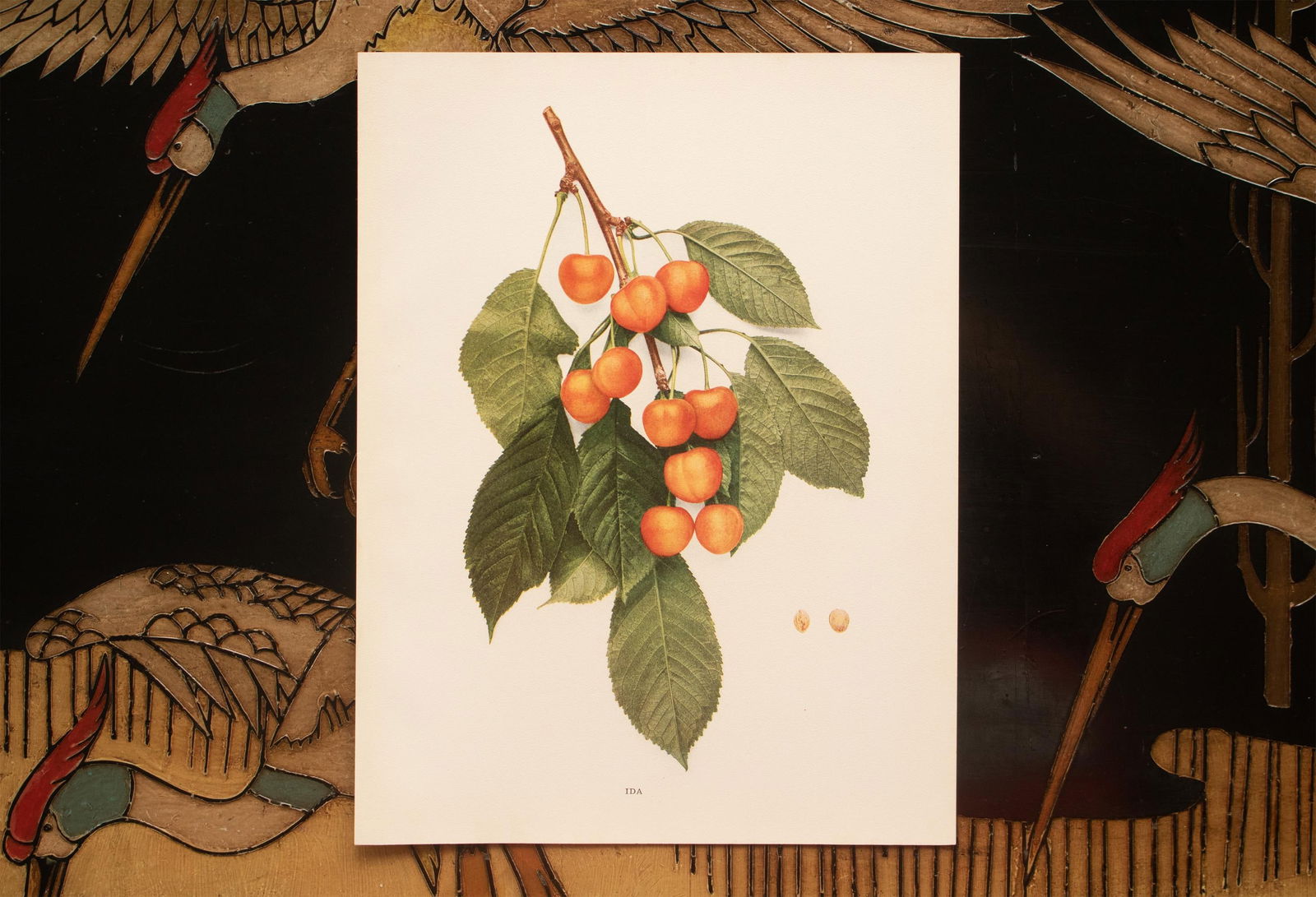 1900s U. P. Hedrick, Original Antique Photogravure of Ida Cherries - 6