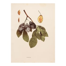 1900s U. P. Hedrick, Original Antique Photogravure of Hungarian Plums