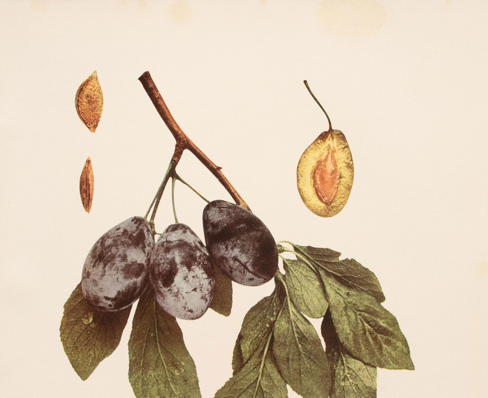 1900s U. P. Hedrick, Original Antique Photogravure of Hungarian Plums - 3