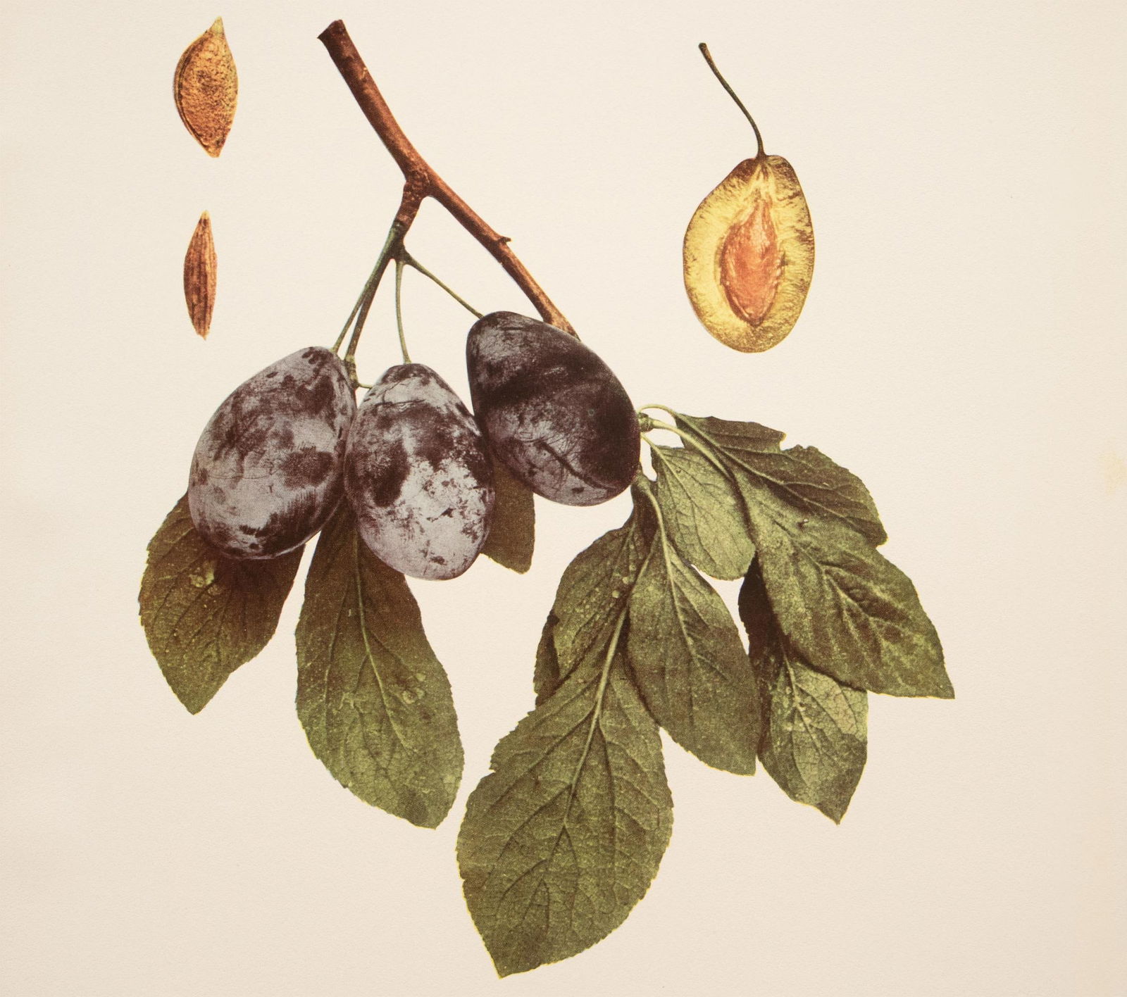 1900s U. P. Hedrick, Original Antique Photogravure of Hungarian Plums - 5