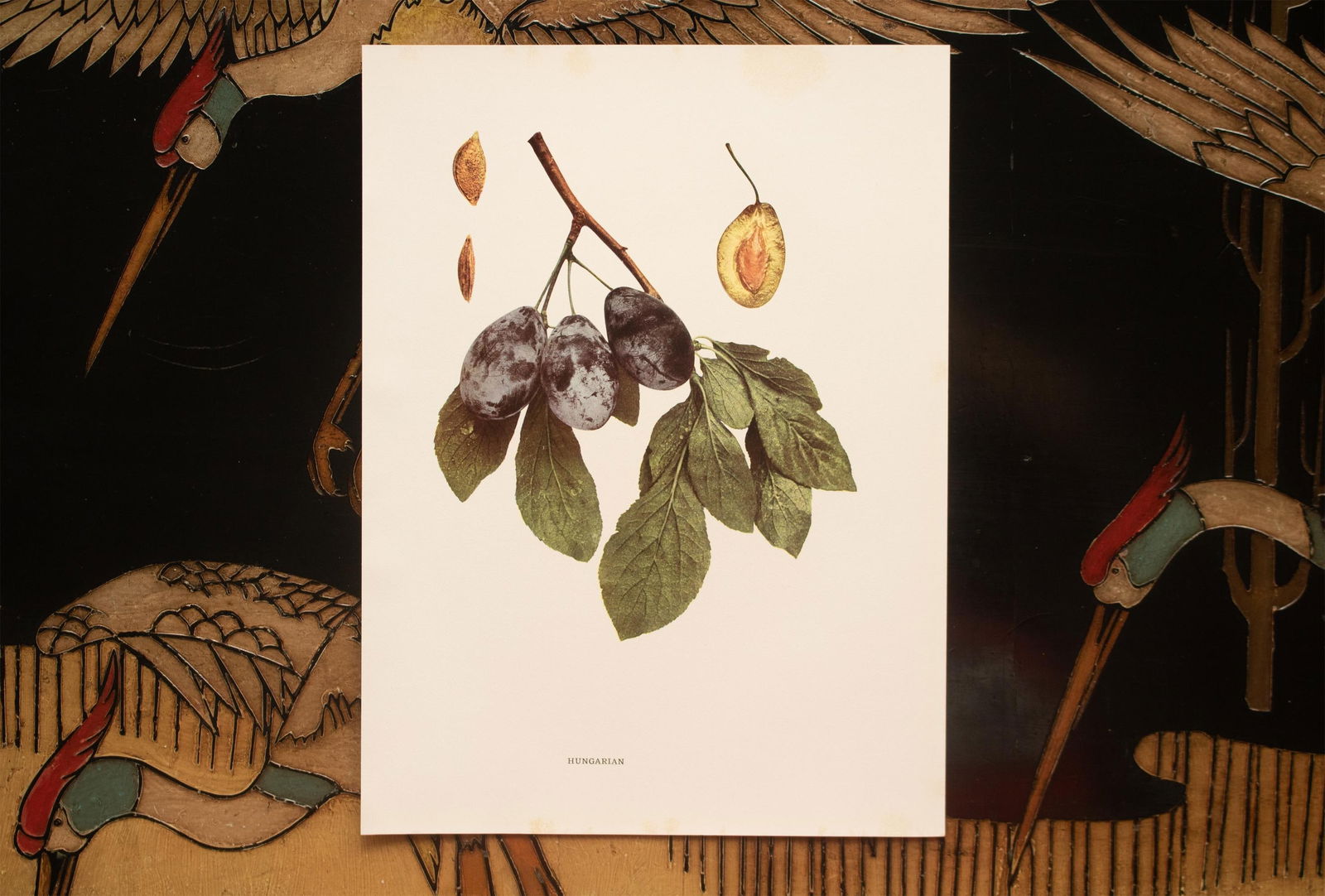 1900s U. P. Hedrick, Original Antique Photogravure of Hungarian Plums - 6