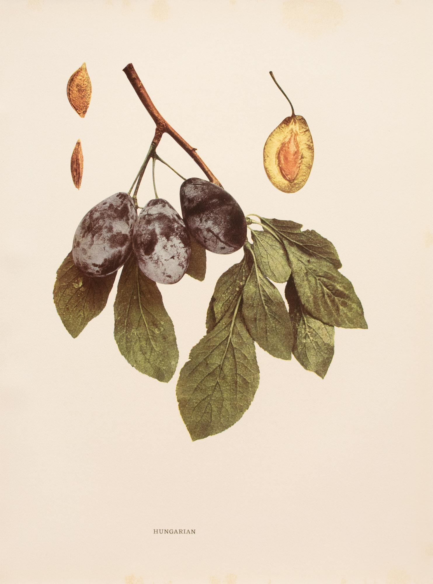 1900s U. P. Hedrick, Original Antique Photogravure of Hungarian Plums - 7