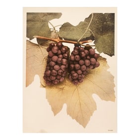 1900s U. P. Hedrick, Original Antique Photogravure of Diana Grapes