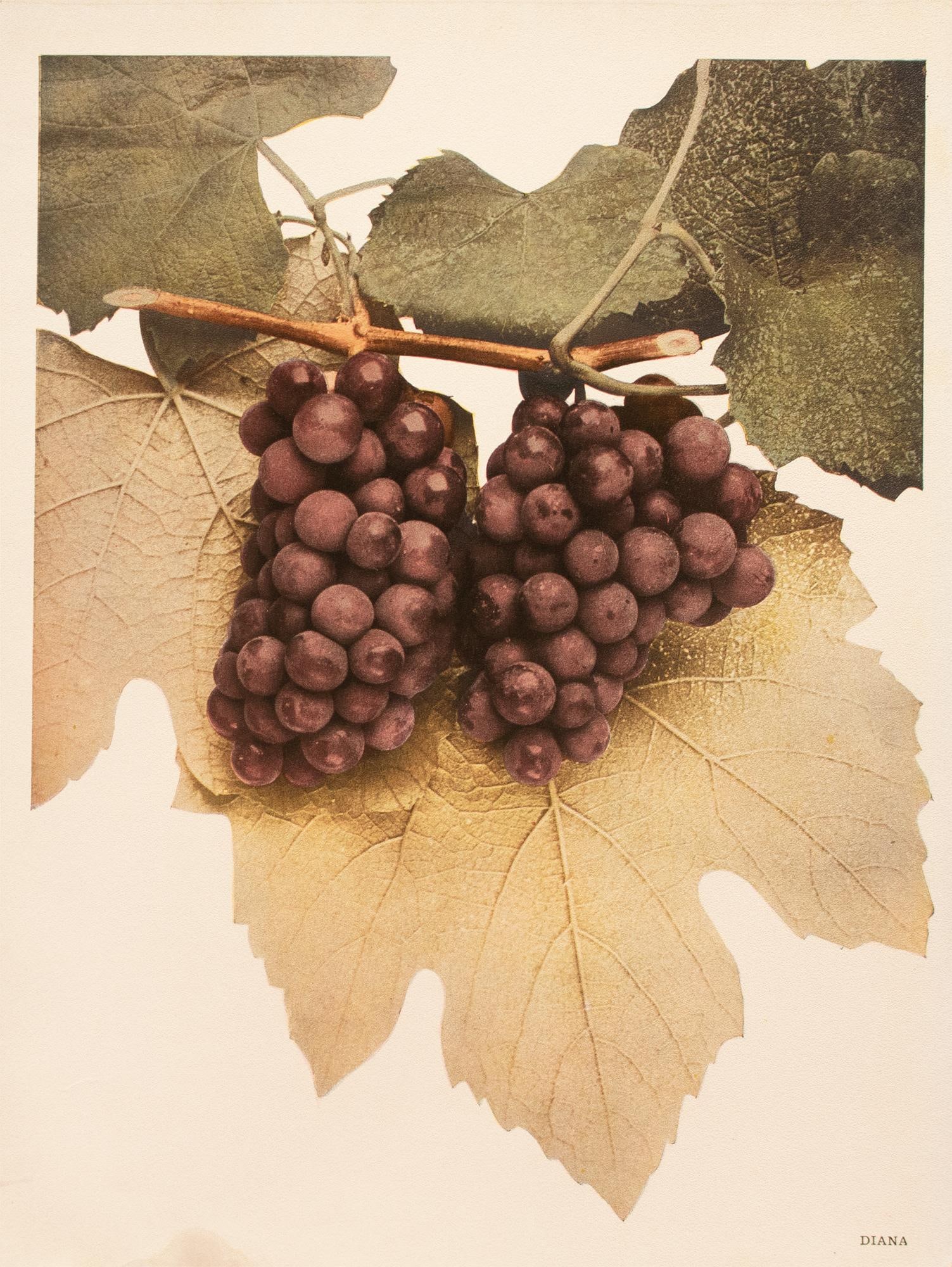1900s U. P. Hedrick, Original Antique Photogravure of Diana Grapes - 2