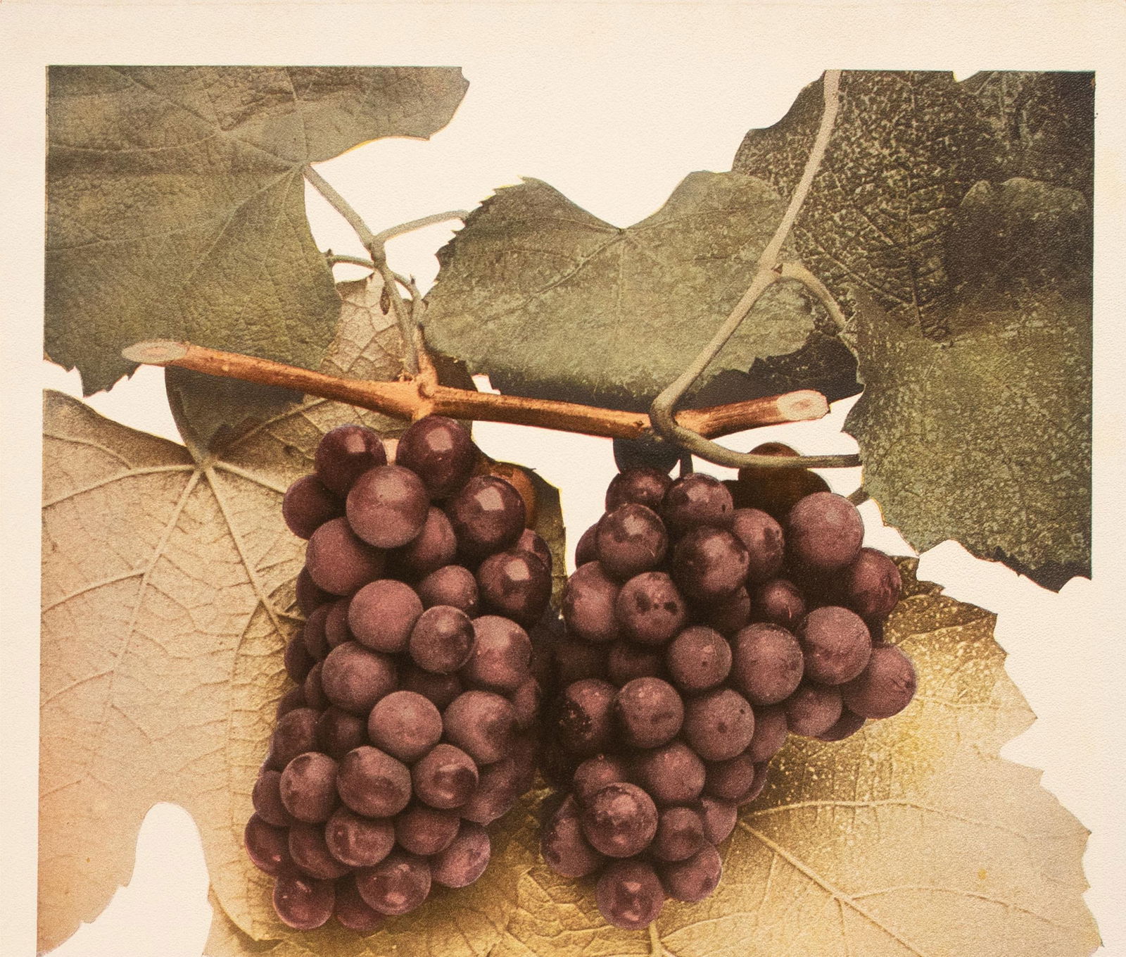 1900s U. P. Hedrick, Original Antique Photogravure of Diana Grapes - 3