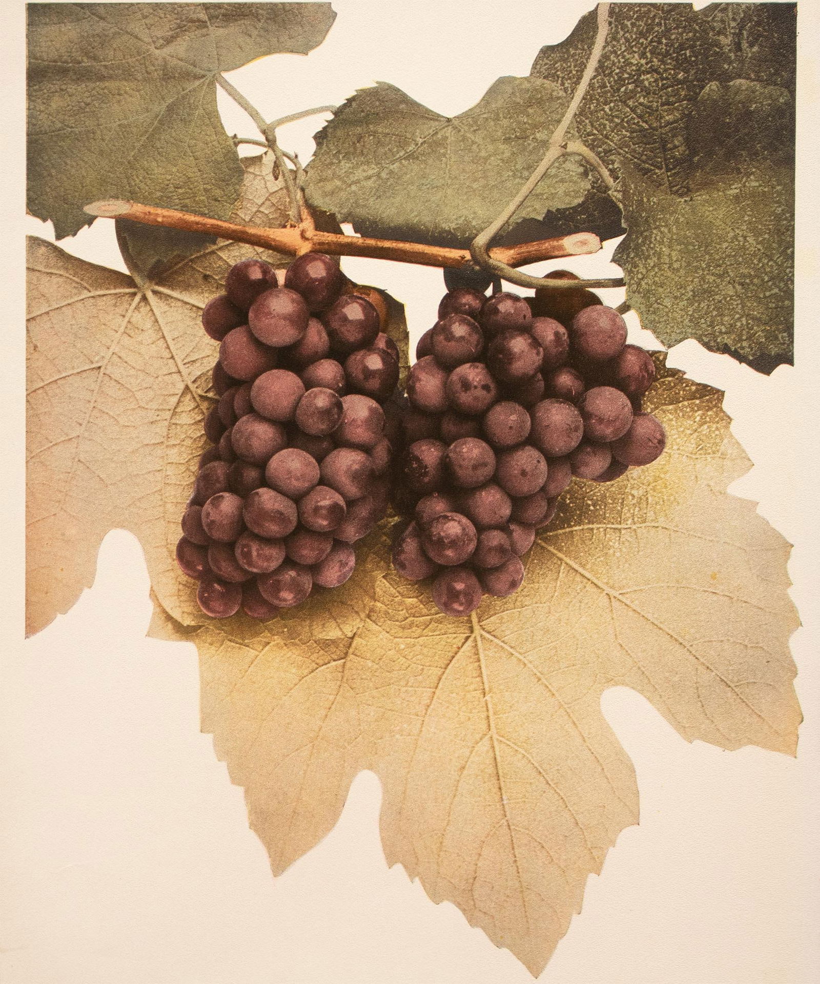 1900s U. P. Hedrick, Original Antique Photogravure of Diana Grapes - 5