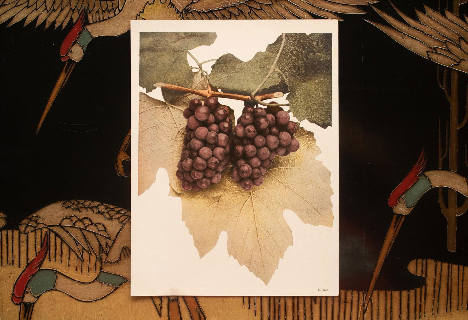 1900s U. P. Hedrick, Original Antique Photogravure of Diana Grapes - 6