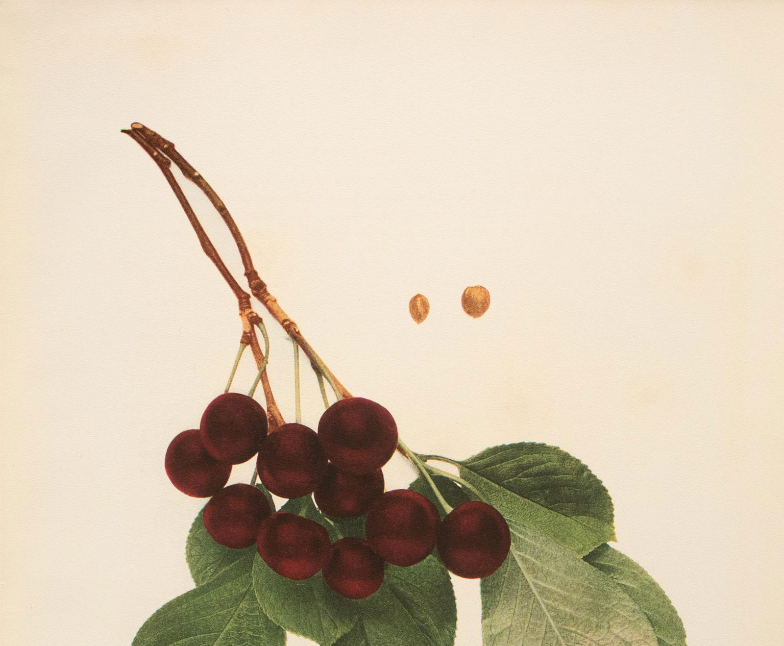 1900s U. P. Hedrick, Original Antique Photogravure of Ostheim Cherries - 3
