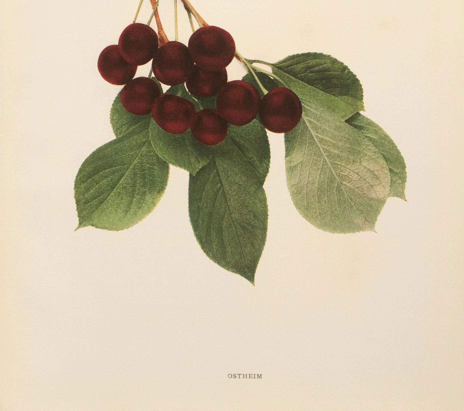 1900s U. P. Hedrick, Original Antique Photogravure of Ostheim Cherries - 4