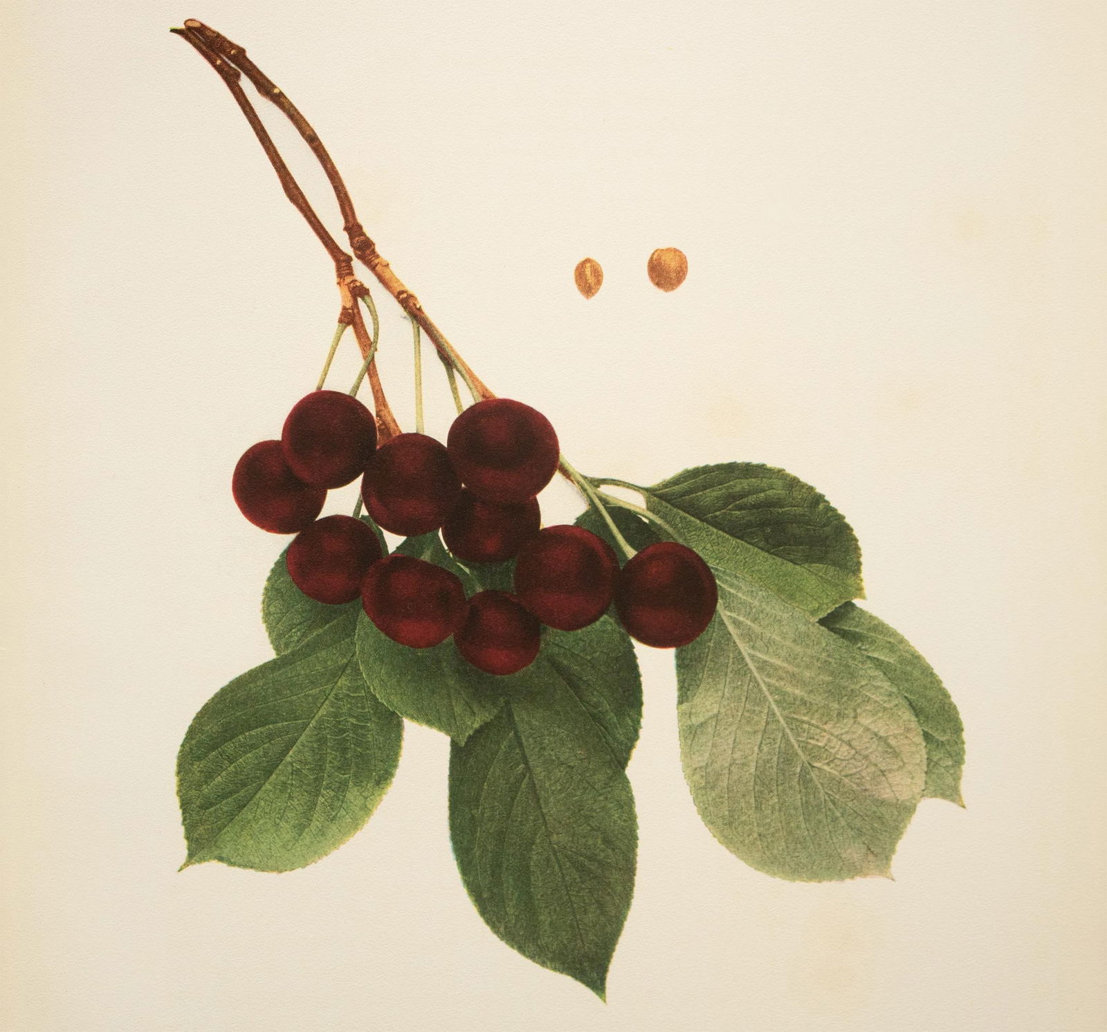 1900s U. P. Hedrick, Original Antique Photogravure of Ostheim Cherries - 5