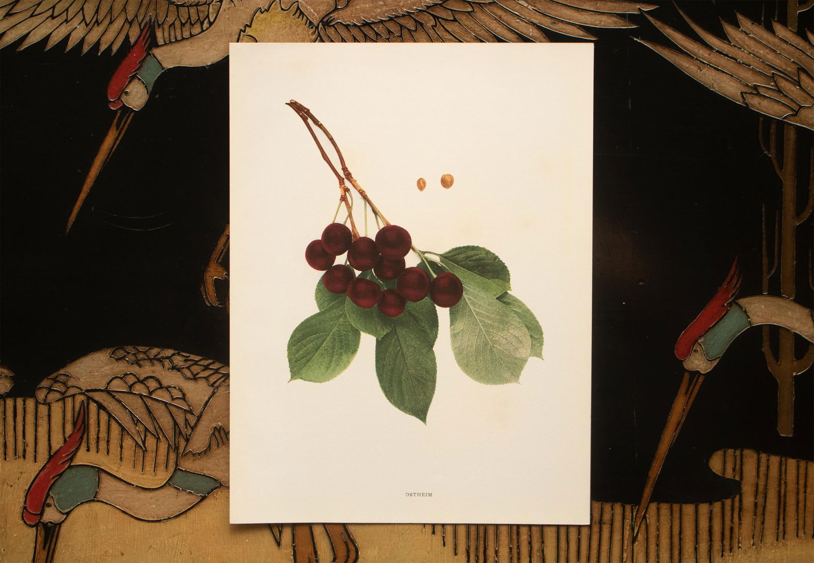 1900s U. P. Hedrick, Original Antique Photogravure of Ostheim Cherries - 6