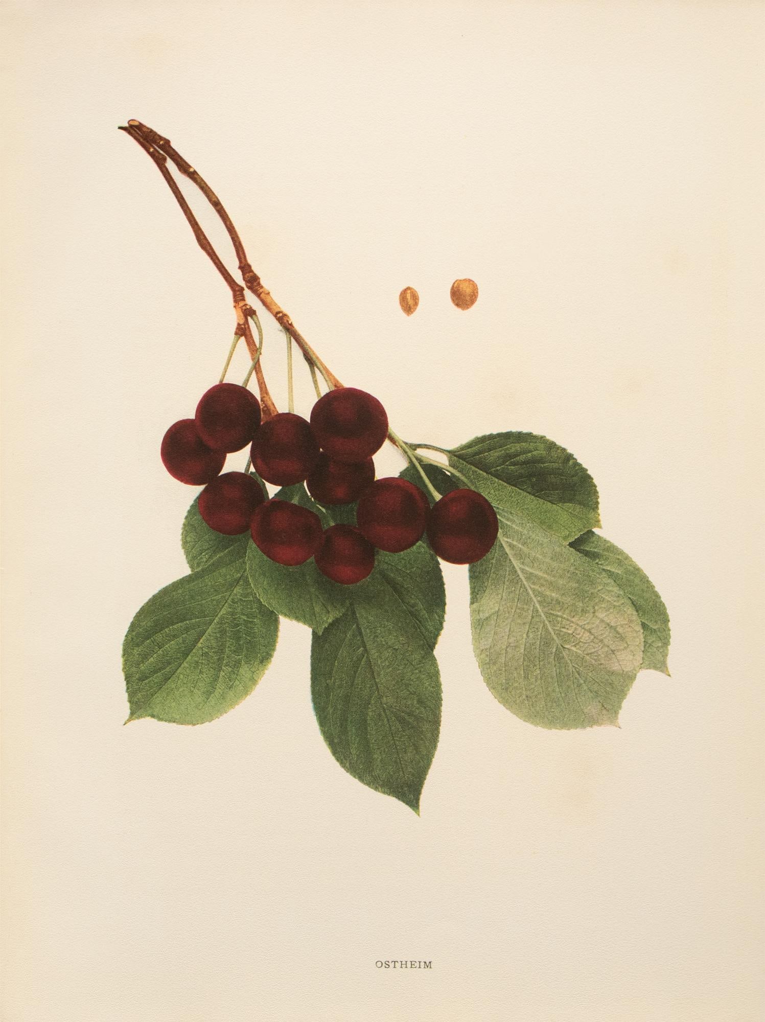 1900s U. P. Hedrick, Original Antique Photogravure of Ostheim Cherries - 7