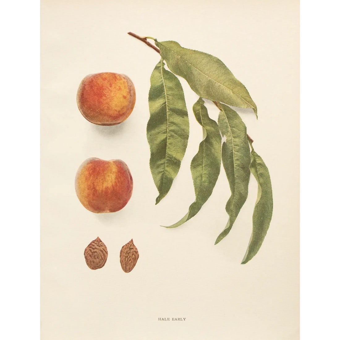 1900s U. P. Hedrick, Original Antique Photogravure of Hale Early Peaches: A magnificent original antique photogravure (print) of Hale Early Peaches by Ulysses Prentiss Hedrick (1870-1951). Superb quality. Printed on one side on heavy paper. Published and printed in early