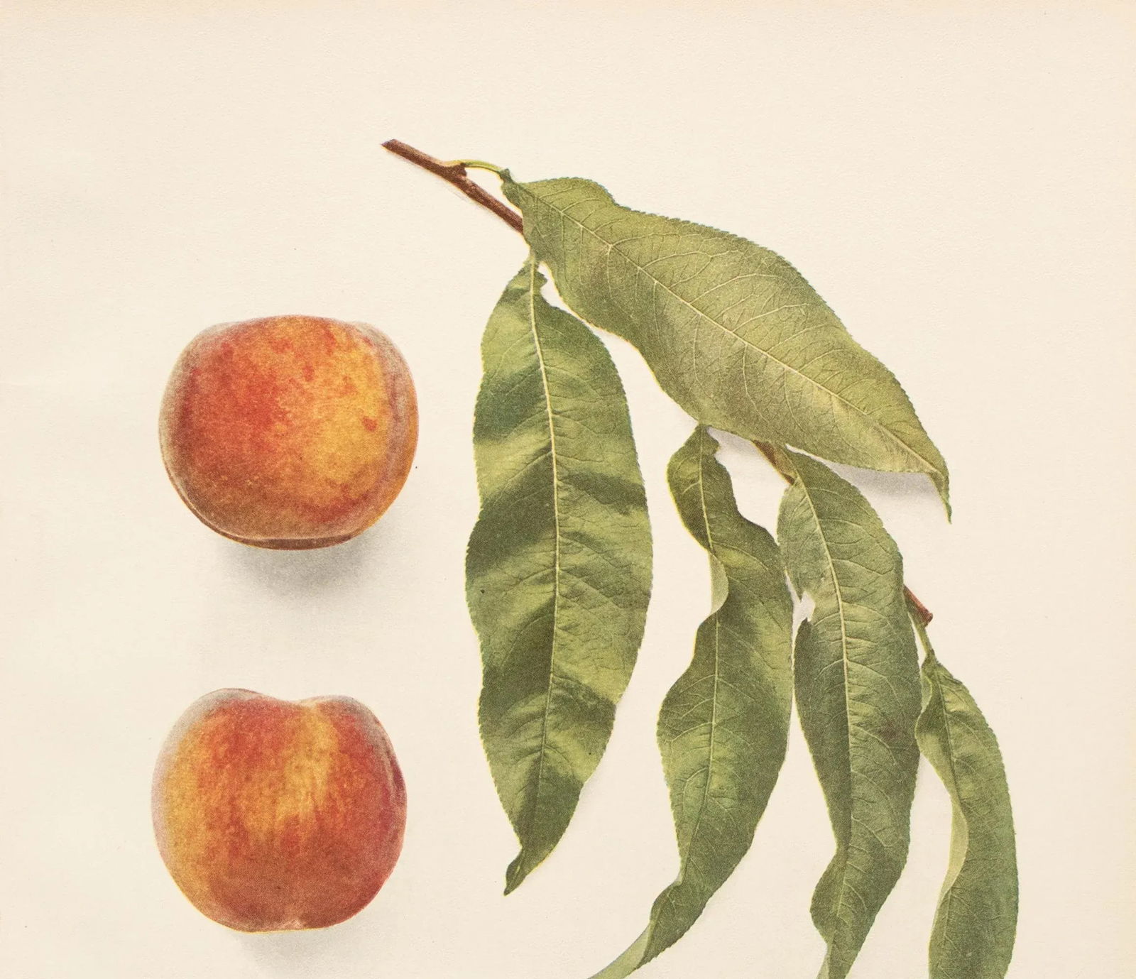 1900s U. P. Hedrick, Original Antique Photogravure of Hale Early Peaches - 3