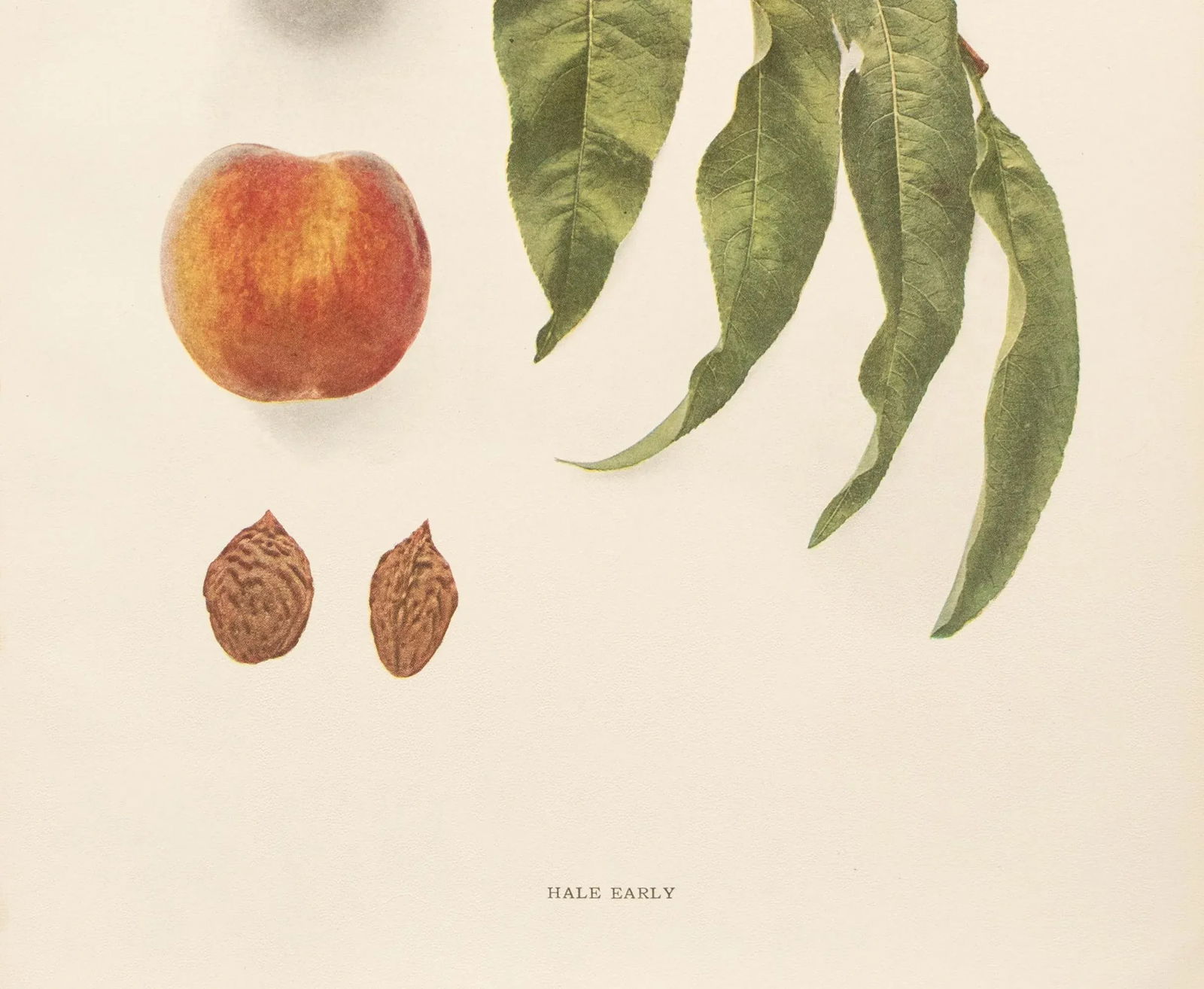 1900s U. P. Hedrick, Original Antique Photogravure of Hale Early Peaches - 4