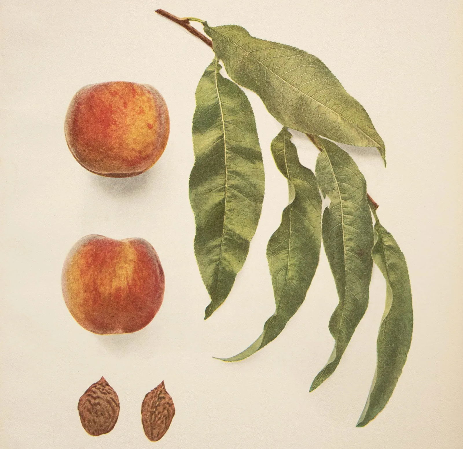 1900s U. P. Hedrick, Original Antique Photogravure of Hale Early Peaches - 5