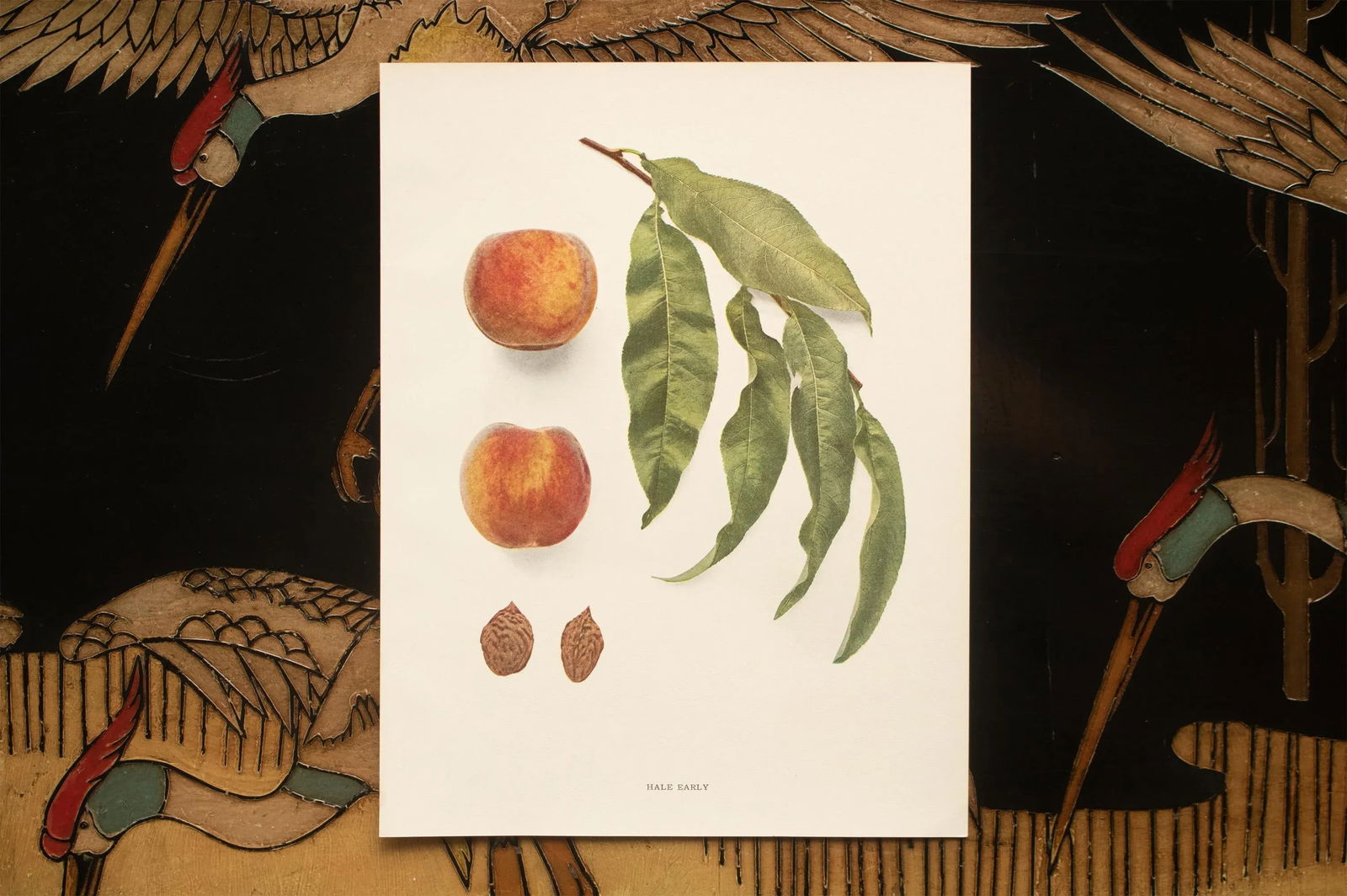 1900s U. P. Hedrick, Original Antique Photogravure of Hale Early Peaches - 6