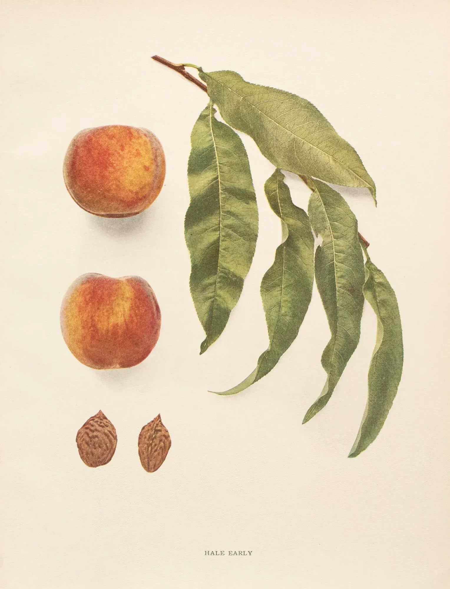 1900s U. P. Hedrick, Original Antique Photogravure of Hale Early Peaches - 7