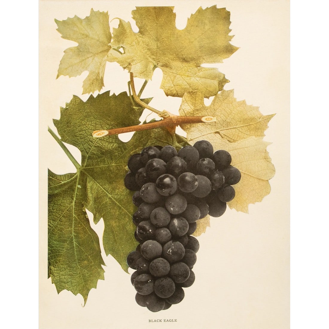 1900s U. P. Hedrick, Original Antique Photogravure of Black Eagle Grapes: A magnificent original antique photogravure (print) of Black Eagle Grapes by Ulysses Prentiss Hedrick (1870-1951). Superb quality. Printed on one side on heavy paper. Published and printed in early