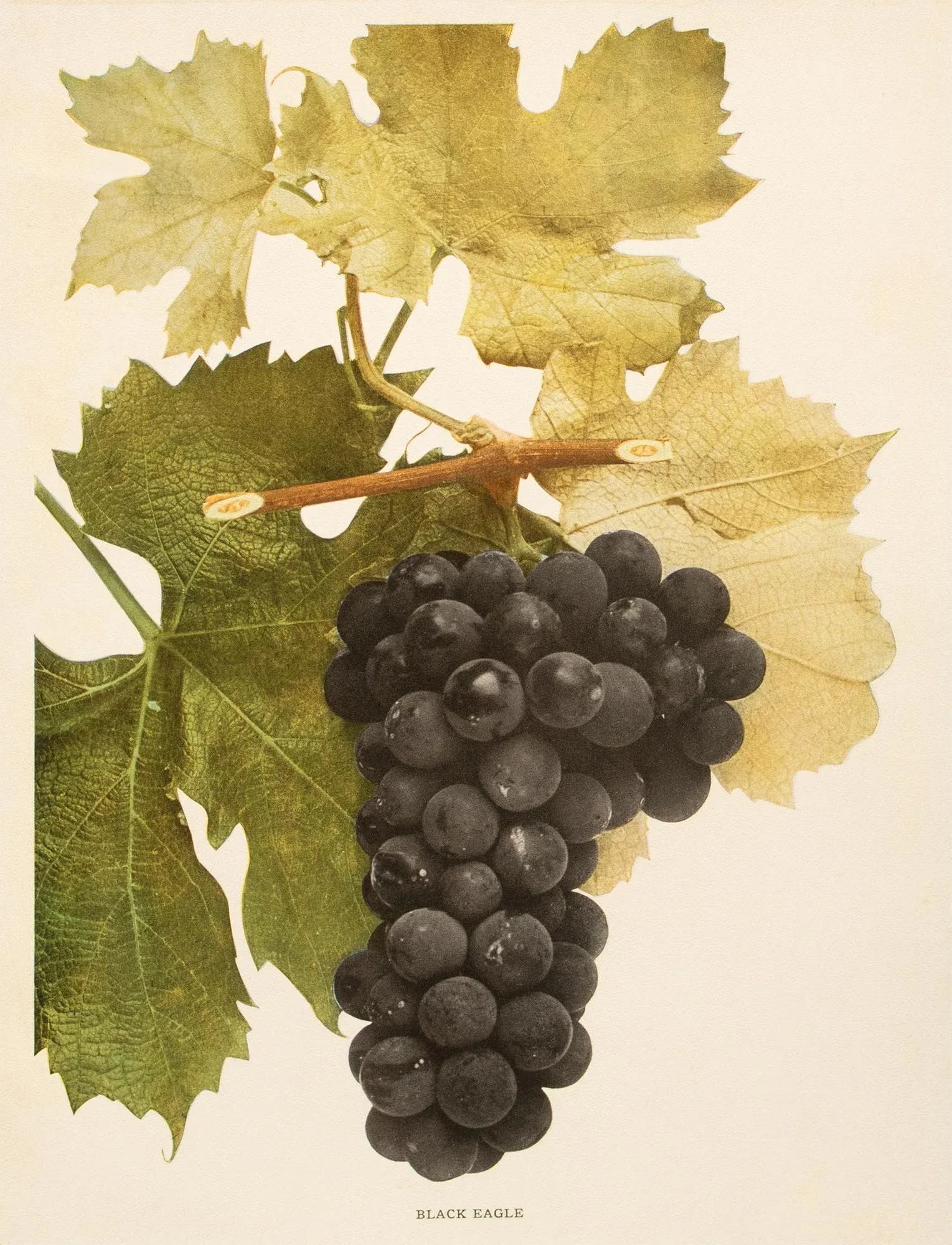 1900s U. P. Hedrick, Original Antique Photogravure of Black Eagle Grapes - 2