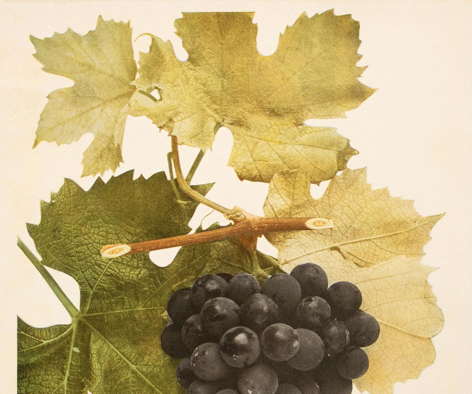 1900s U. P. Hedrick, Original Antique Photogravure of Black Eagle Grapes - 3