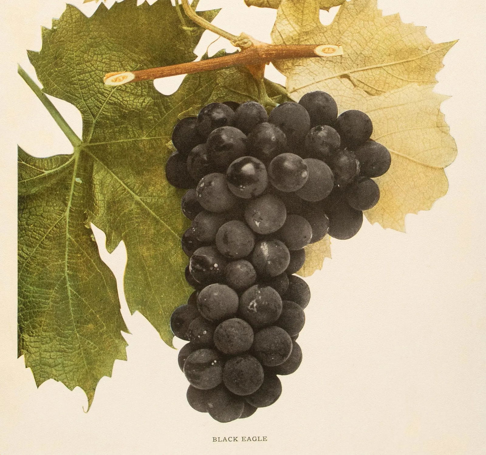 1900s U. P. Hedrick, Original Antique Photogravure of Black Eagle Grapes - 4
