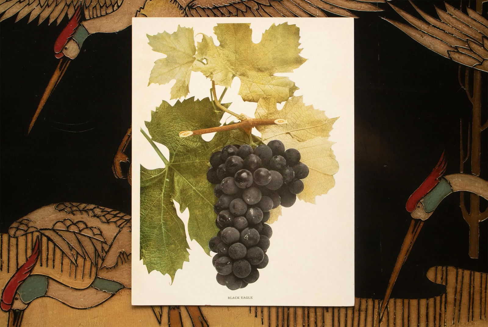 1900s U. P. Hedrick, Original Antique Photogravure of Black Eagle Grapes - 6