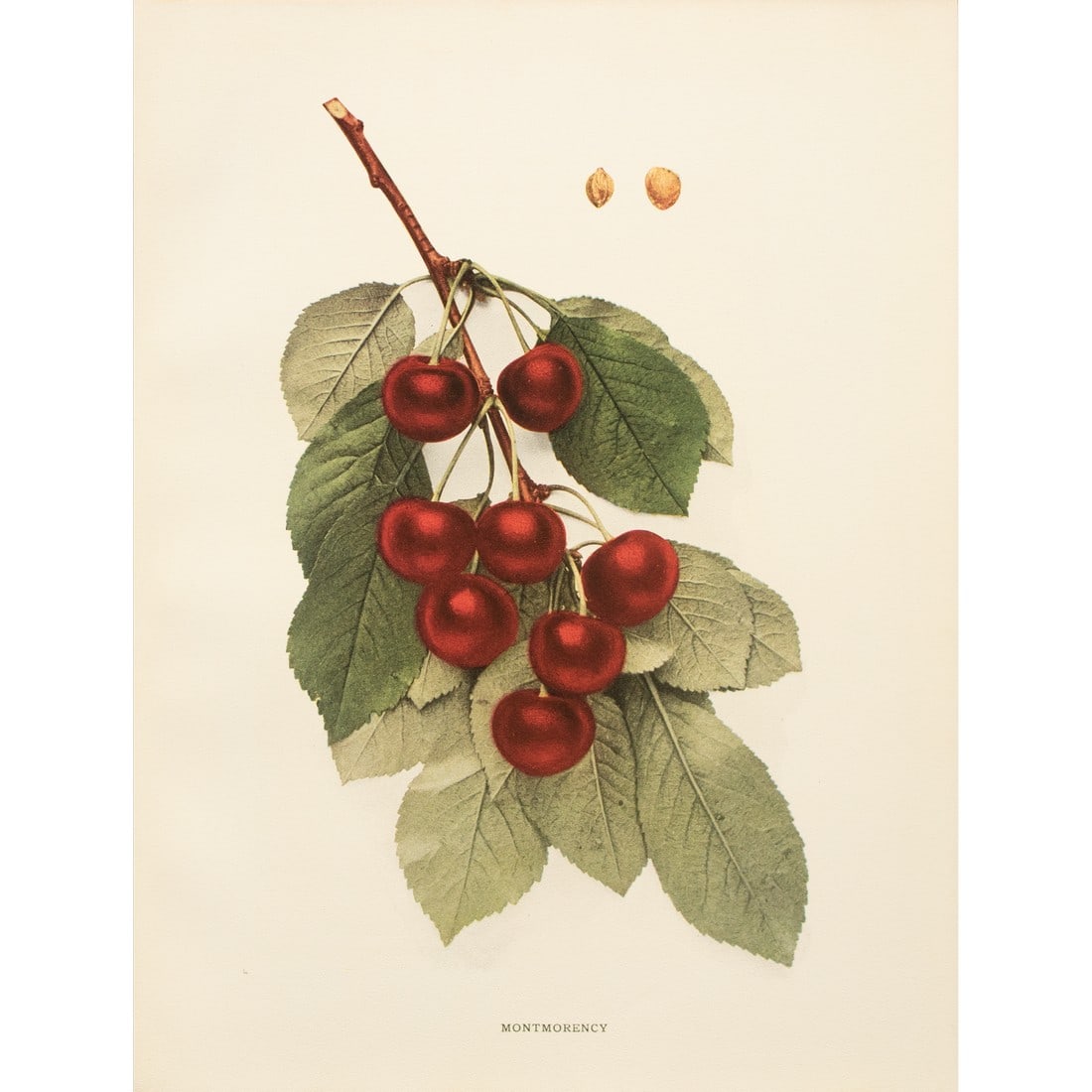 1900s U. P. Hedrick, Original Antique Photogravure of Montmorency Cherries: A magnificent original antique photogravure (print) of Short-stem Montmorency Cherries by Ulysses Prentiss Hedrick (1870-1951). Superb quality. Printed on one side on heavy paper. Published and