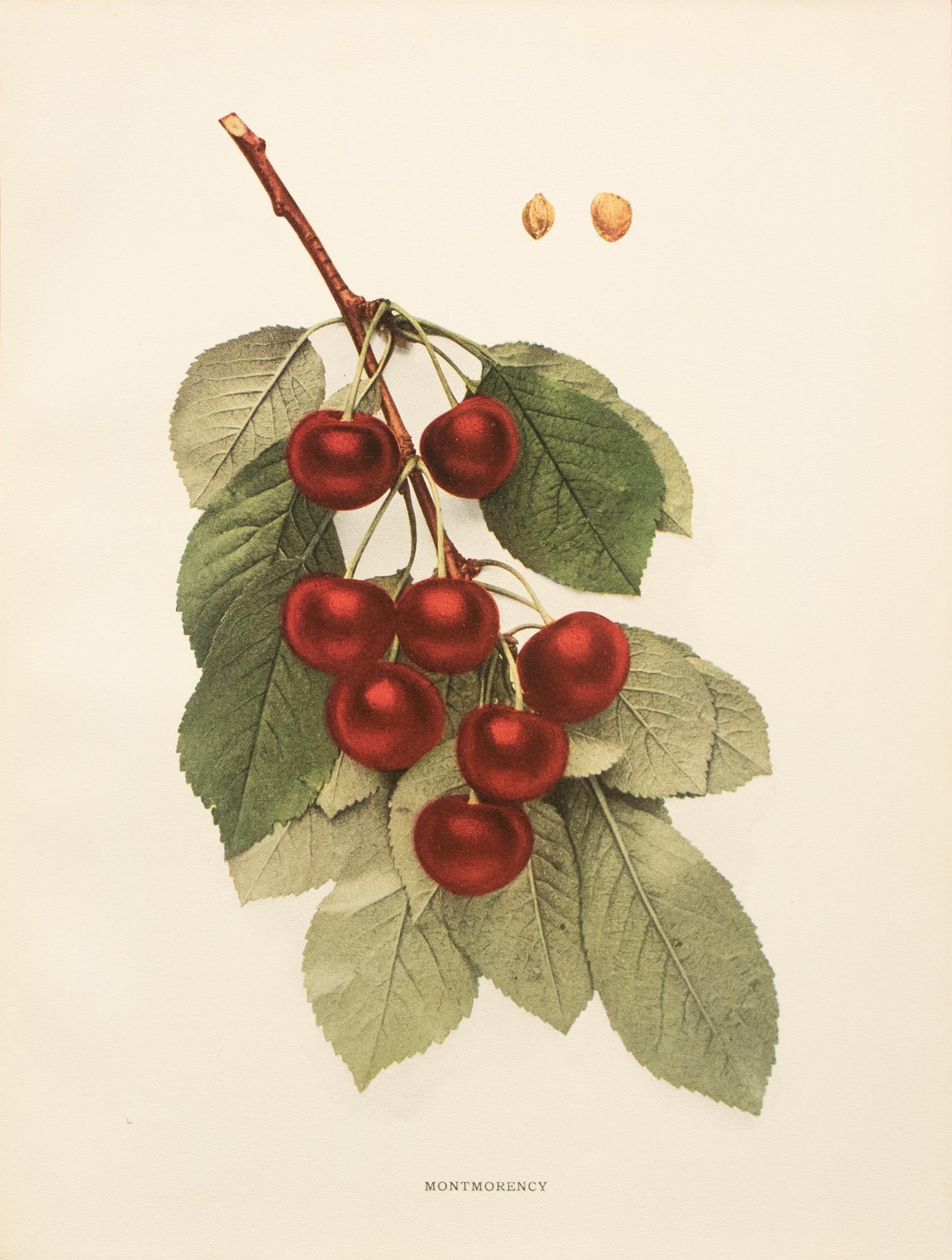 1900s U. P. Hedrick, Original Antique Photogravure of Montmorency Cherries - 2