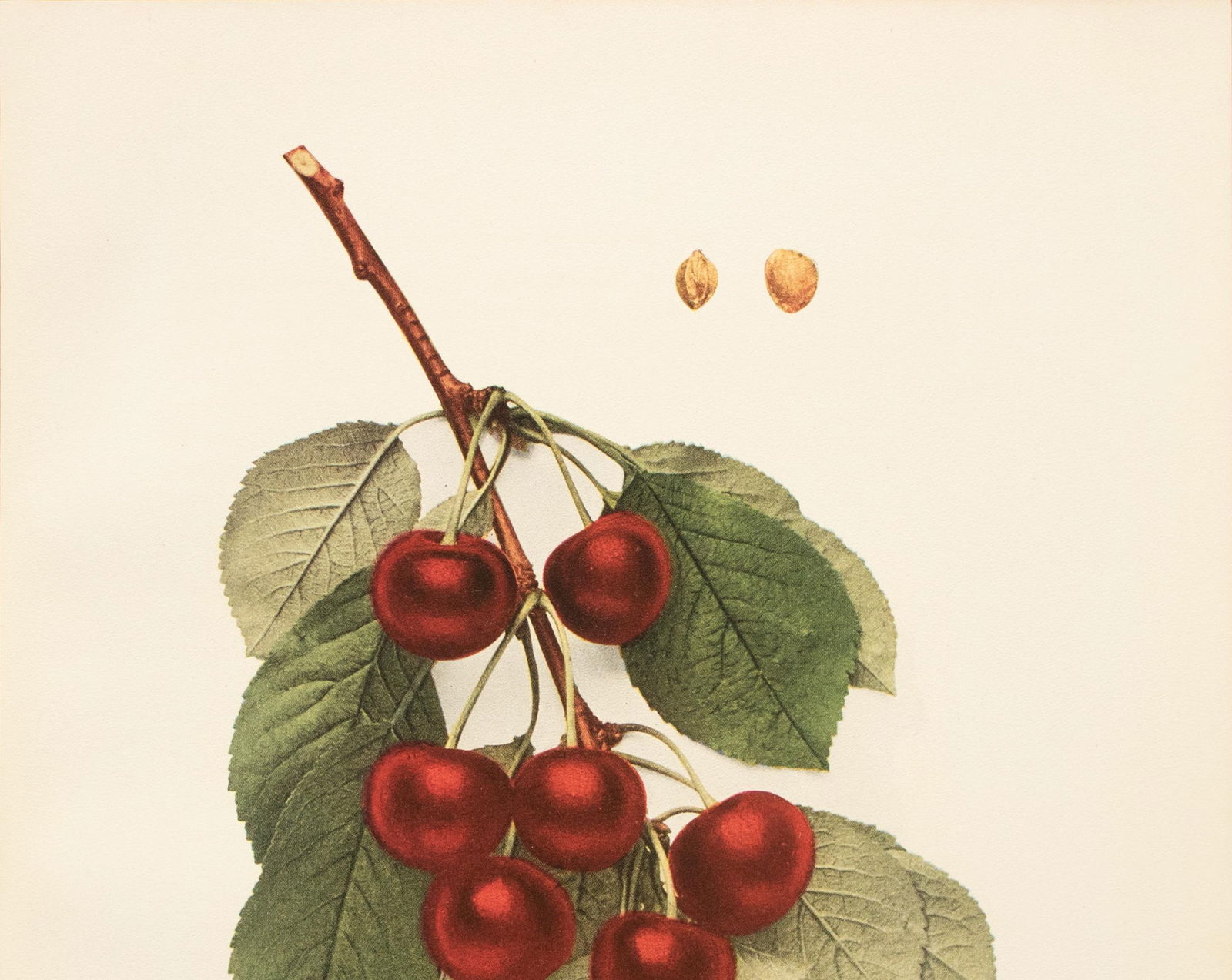 1900s U. P. Hedrick, Original Antique Photogravure of Montmorency Cherries - 3