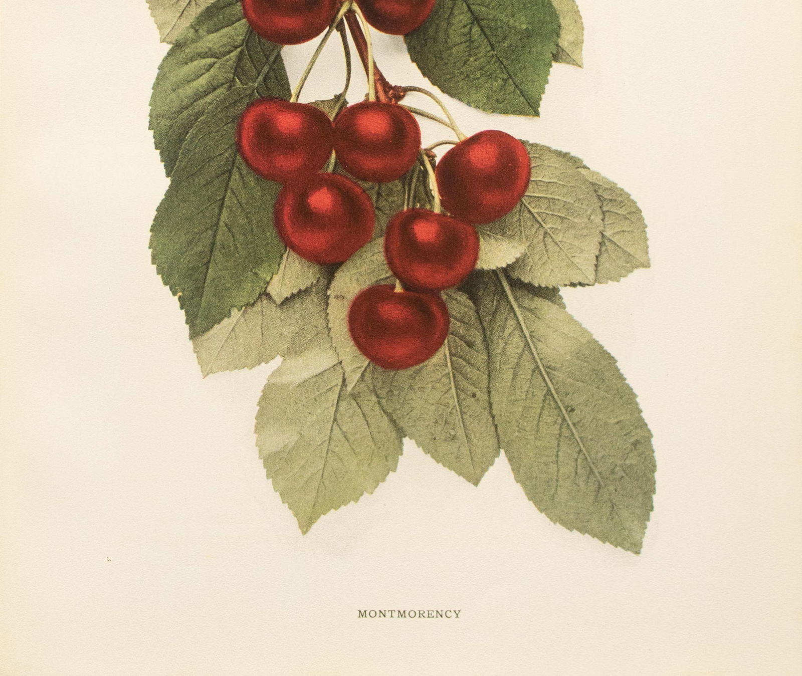 1900s U. P. Hedrick, Original Antique Photogravure of Montmorency Cherries - 4