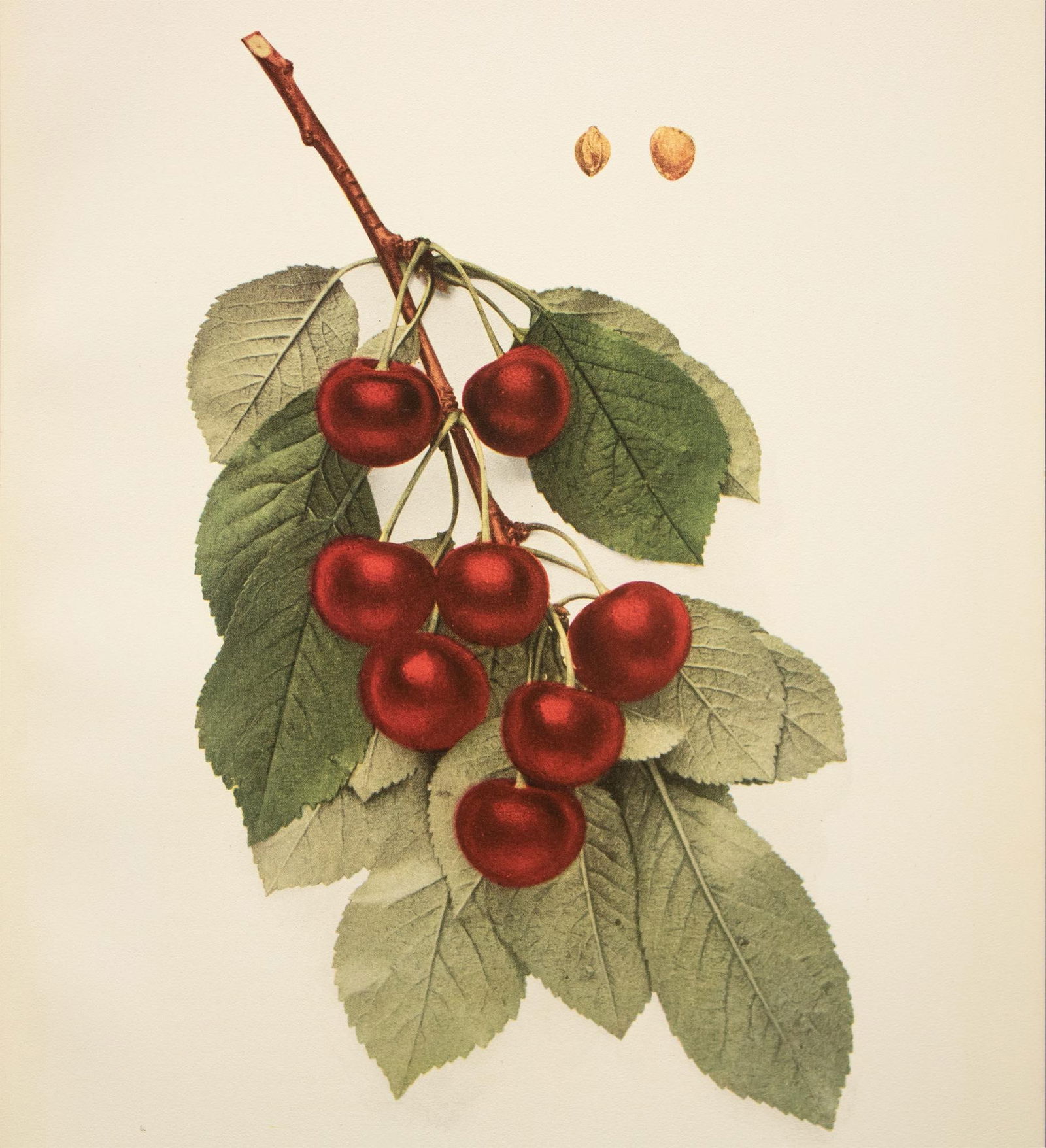 1900s U. P. Hedrick, Original Antique Photogravure of Montmorency Cherries - 5