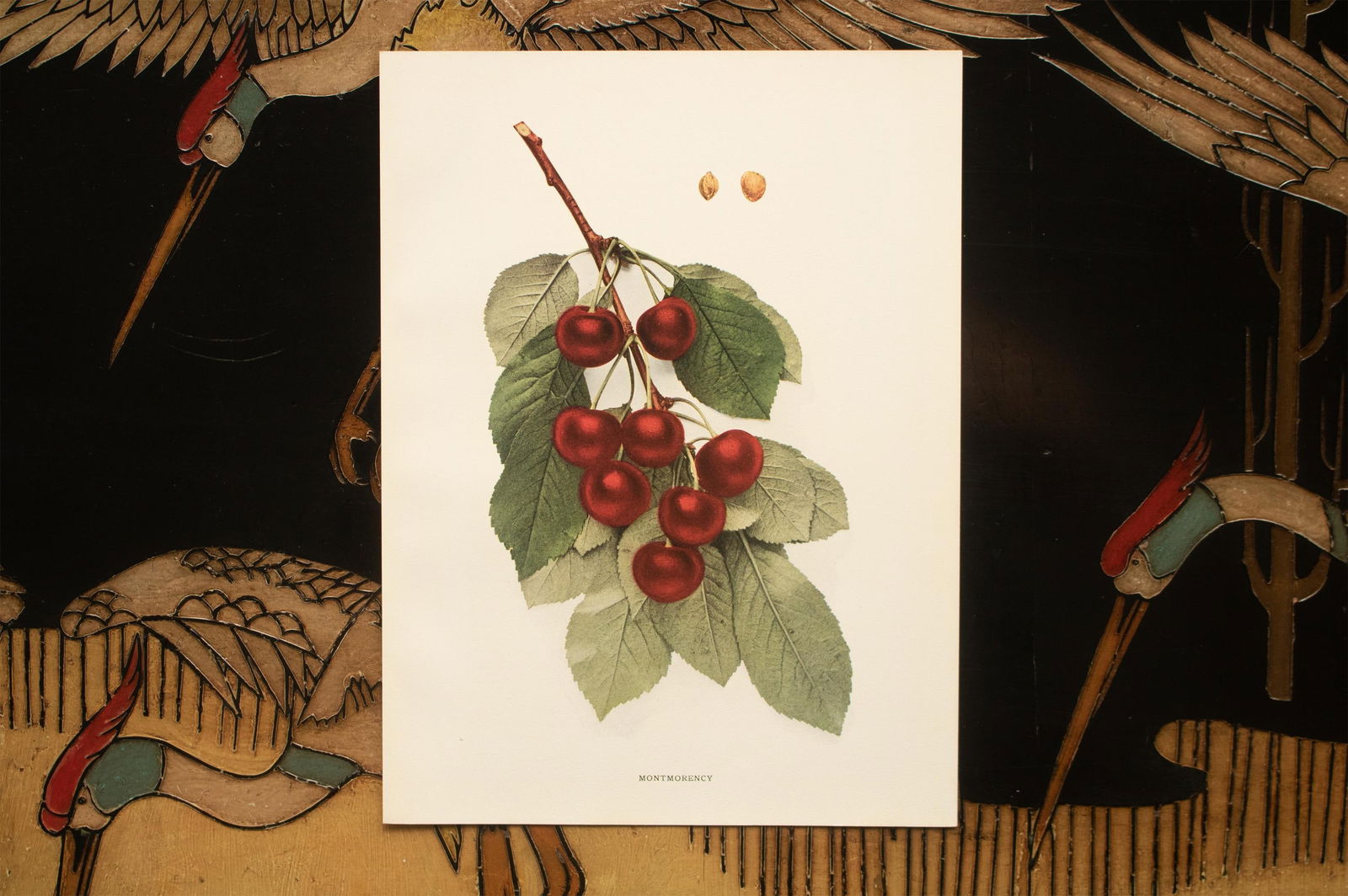 1900s U. P. Hedrick, Original Antique Photogravure of Montmorency Cherries - 6