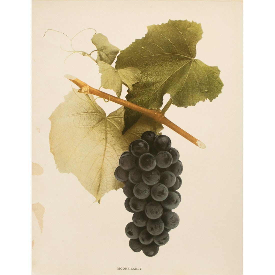 1900s U. P. Hedrick, Original Antique Photogravure of Moore Early Grapes: A magnificent original antique photogravure (print) of Moore Early Grapes by Ulysses Prentiss Hedrick (1870-1951). Superb quality. Printed on one side on heavy paper. Published and printed in early