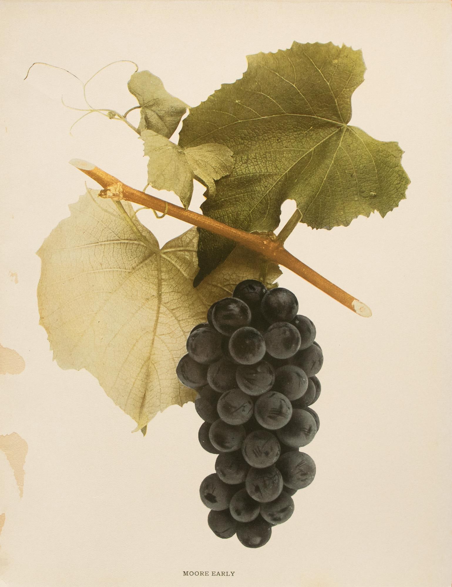 1900s U. P. Hedrick, Original Antique Photogravure of Moore Early Grapes - 2